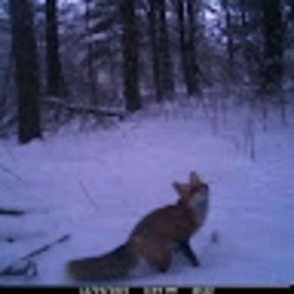 Meet your Posher, Fer - Picture 1 of 1